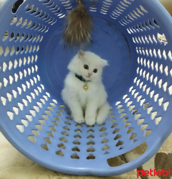 Scottish Fold, Kedi  TARÇIN❤♡❤ fotoğrafı