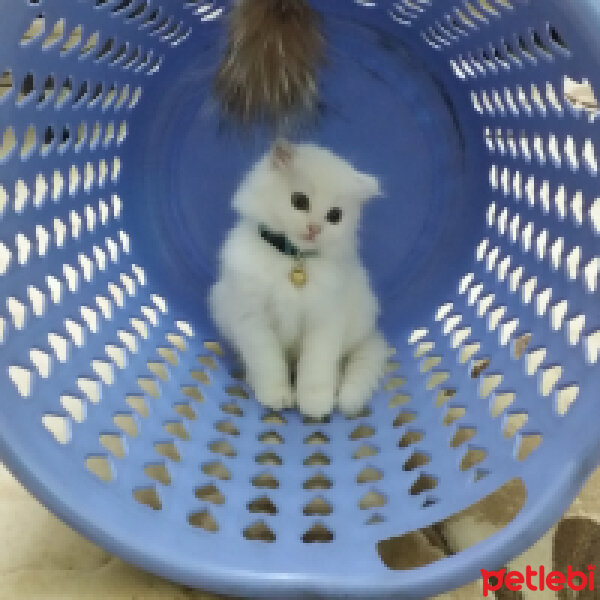 Scottish Fold, Kedi  TARÇIN❤♡❤ fotoğrafı