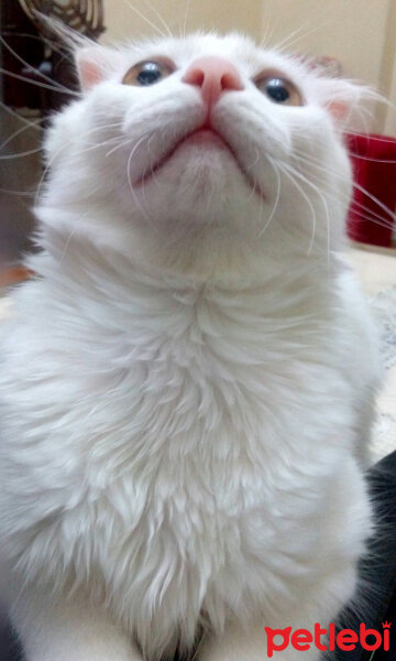 Scottish Fold, Kedi  TARÇIN❤♡❤ fotoğrafı