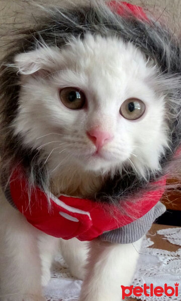 Scottish Fold, Kedi  TARÇIN❤♡❤ fotoğrafı