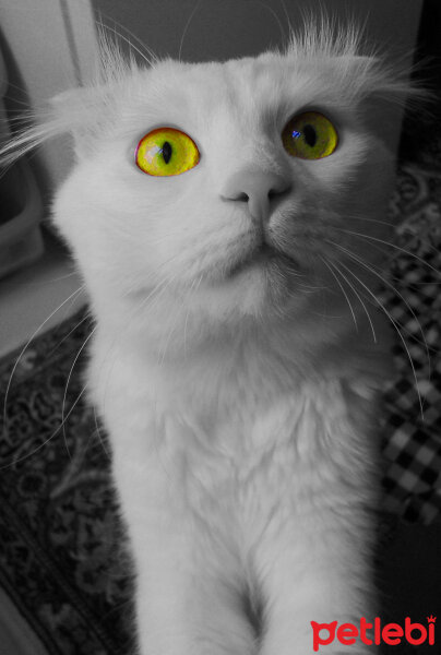 Scottish Fold, Kedi  TARÇIN❤♡❤ fotoğrafı