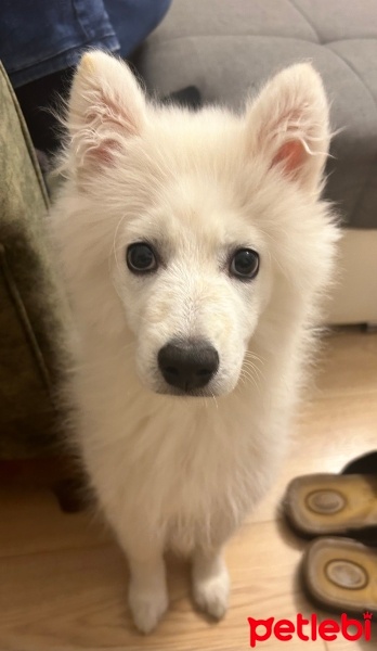 Samoyed, Köpek  Oscar fotoğrafı