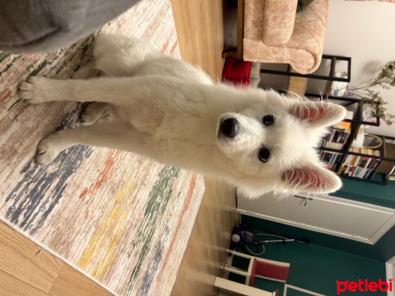 Samoyed, Köpek  Oscar fotoğrafı