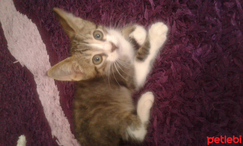 Tekir Kedi, Kedi  Çiko fotoğrafı