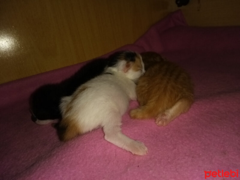 Tekir Kedi, Kedi  kontes fotoğrafı