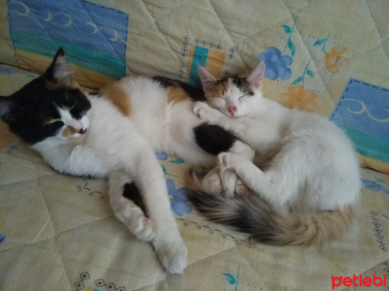 Tekir Kedi, Kedi  kontes fotoğrafı