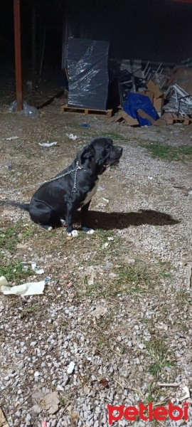 Cane Corso Italiano, Köpek  Zeos fotoğrafı