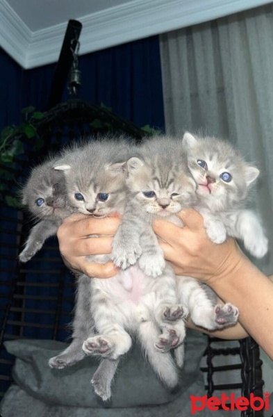 Scottish Fold, Kedi  Scottish fold fotoğrafı