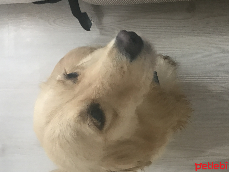 Golden Retriever, Köpek  Rüzgar fotoğrafı