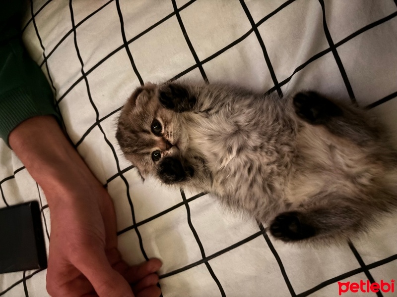 Scottish Fold, Kedi  kaju fotoğrafı