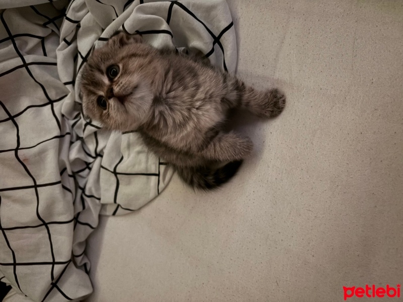 Scottish Fold, Kedi  kaju fotoğrafı