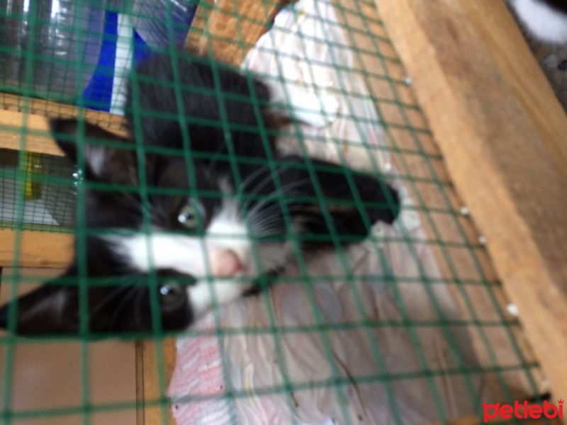 Tuxedo (Smokin) Kedi, Kedi  Küçük fotoğrafı