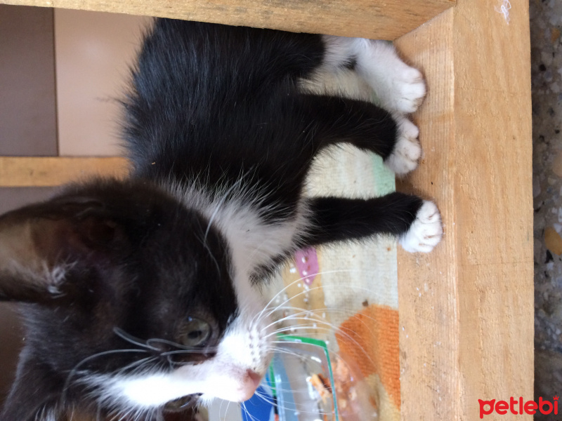 Tuxedo (Smokin) Kedi, Kedi  Küçük fotoğrafı