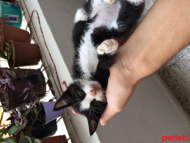 Tuxedo (Smokin) Kedi, Kedi  Küçük fotoğrafı