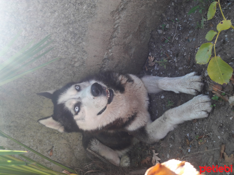 Sibirya Kurdu (Husky), Köpek  Oscar fotoğrafı