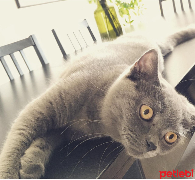 British Shorthair, Kedi  Luna fotoğrafı