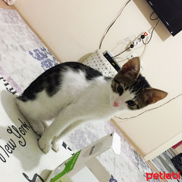 Tekir Kedi, Kedi  Serçe fotoğrafı