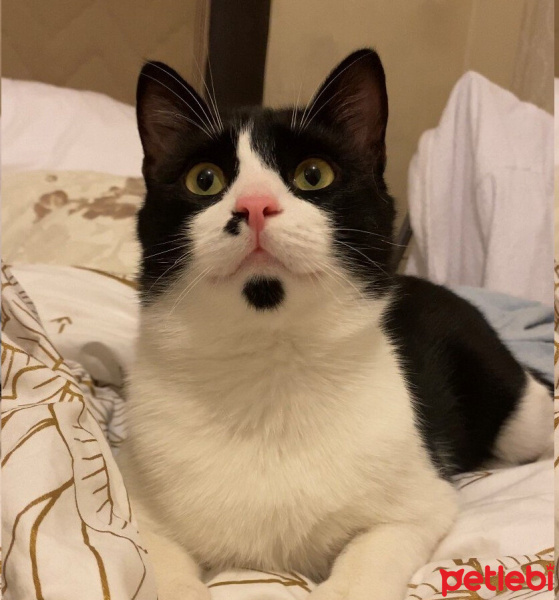 Tuxedo (Smokin) Kedi, Kedi  PASCAL NOUMA fotoğrafı