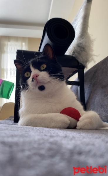 Tuxedo (Smokin) Kedi, Kedi  PASCAL NOUMA fotoğrafı