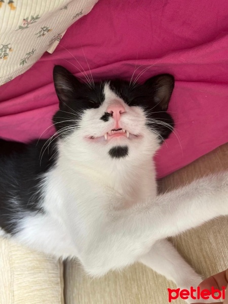 Tuxedo (Smokin) Kedi, Kedi  PASCAL NOUMA fotoğrafı