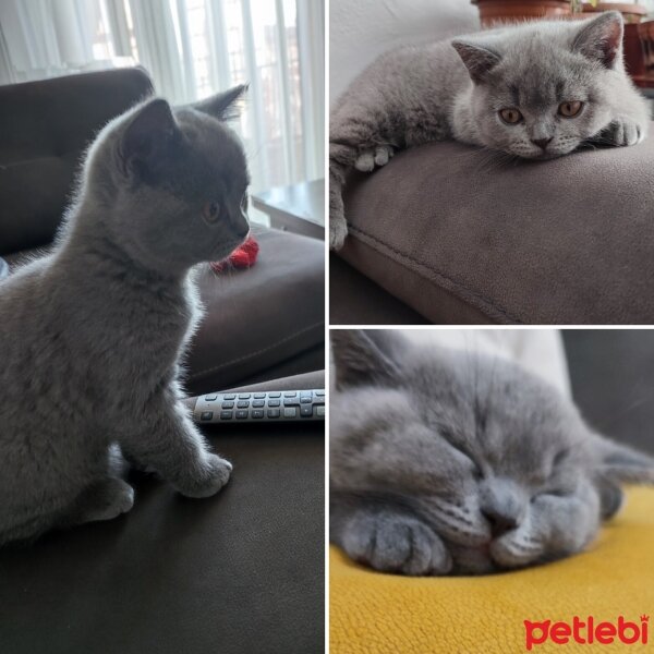 British Shorthair, Kedi  Yumak fotoğrafı