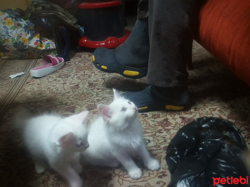 Ankara Kedisi, Kedi  Bulut fotoğrafı