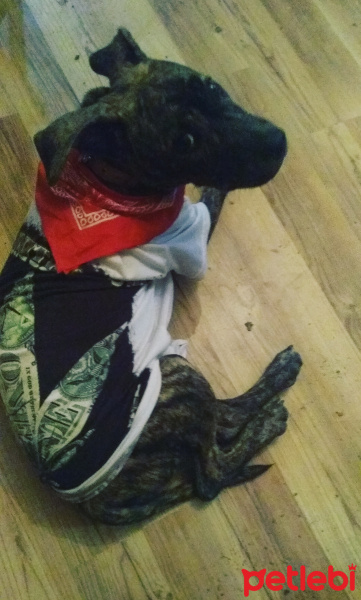 Amerikan Pitbull Terrier, Köpek  Harley fotoğrafı