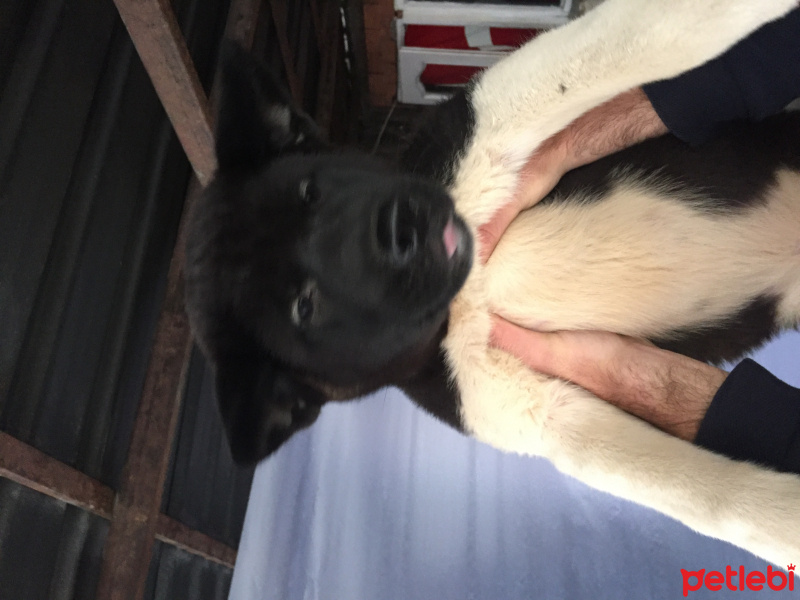 Akita İnu, Köpek  Asena fotoğrafı