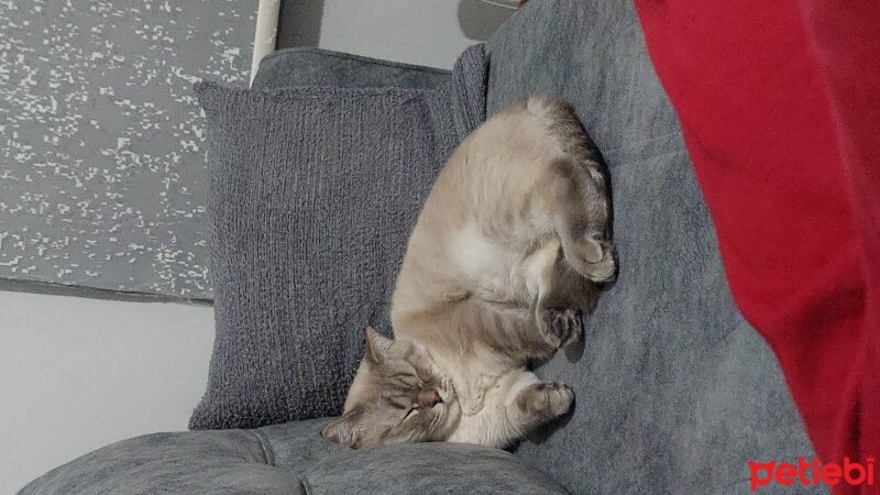 British Shorthair, Kedi  derviş fotoğrafı