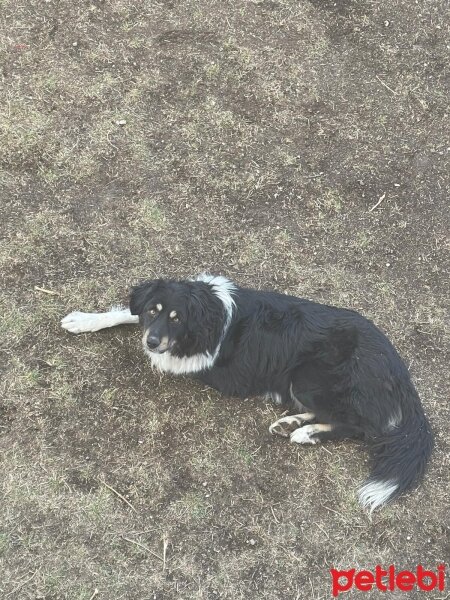 Avustralya Çoban Köpeği, Köpek  Karabaş fotoğrafı