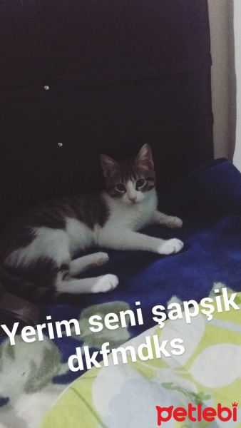 Tekir Kedi, Kedi  Katherine fotoğrafı