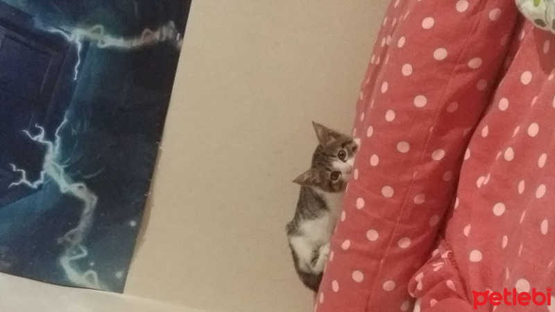 Tekir Kedi, Kedi  Katherine fotoğrafı