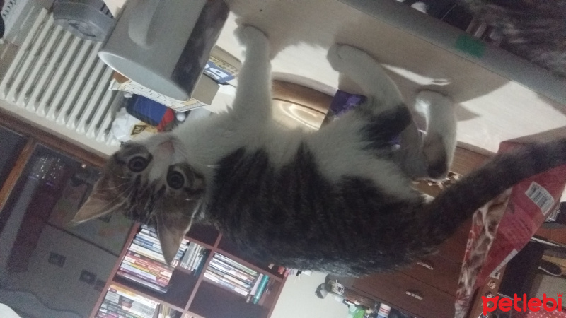 Tekir Kedi, Kedi  Katherine fotoğrafı