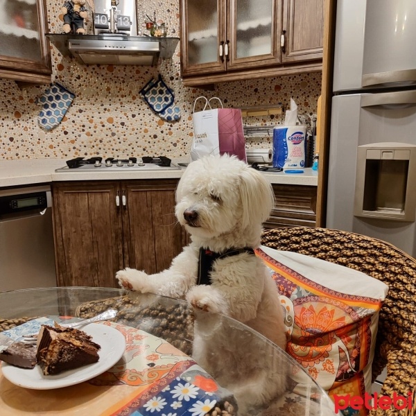 Maltese, Köpek  Kaptan fotoğrafı