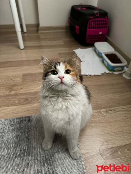 Ankara Kedisi, Kedi  Latte fotoğrafı