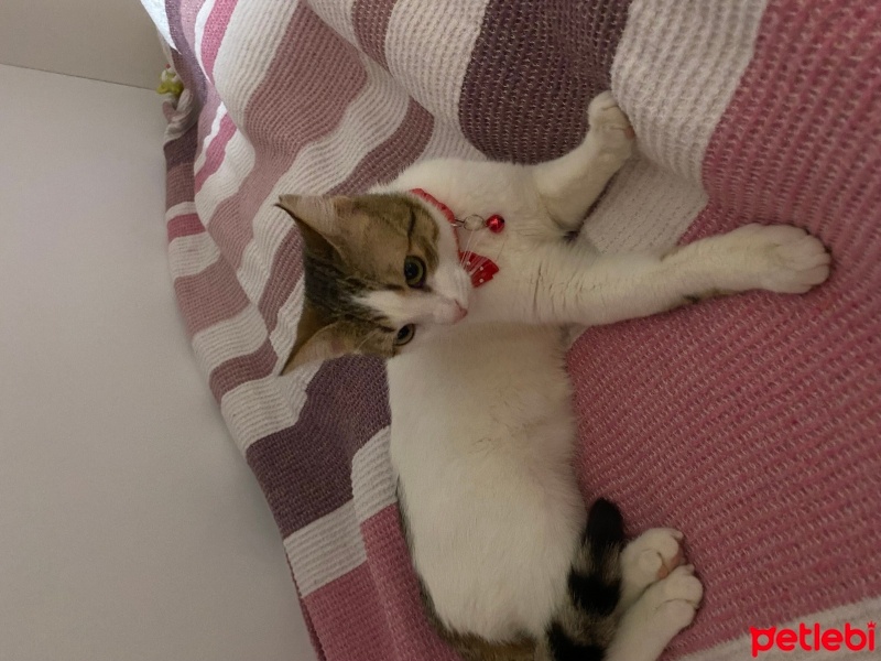 Tekir Kedi, Kedi  Ponçik fotoğrafı