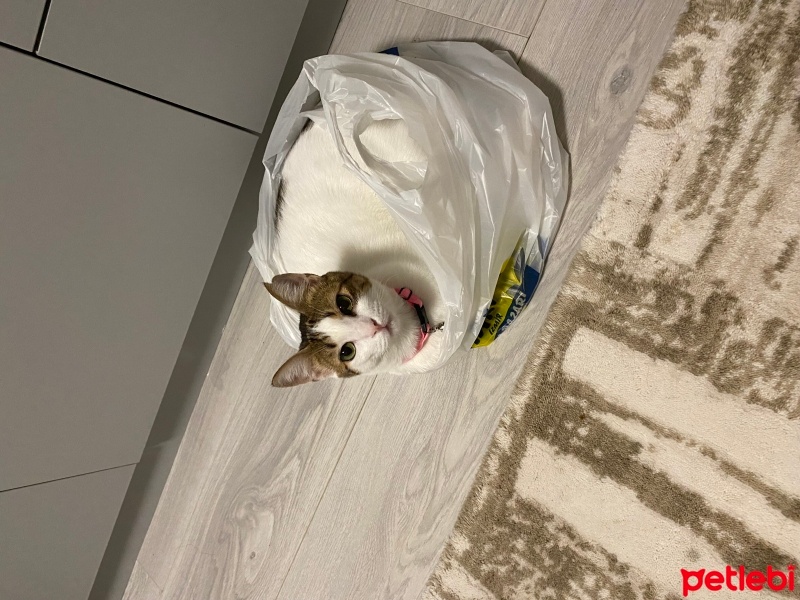 Tekir Kedi, Kedi  Ponçik fotoğrafı