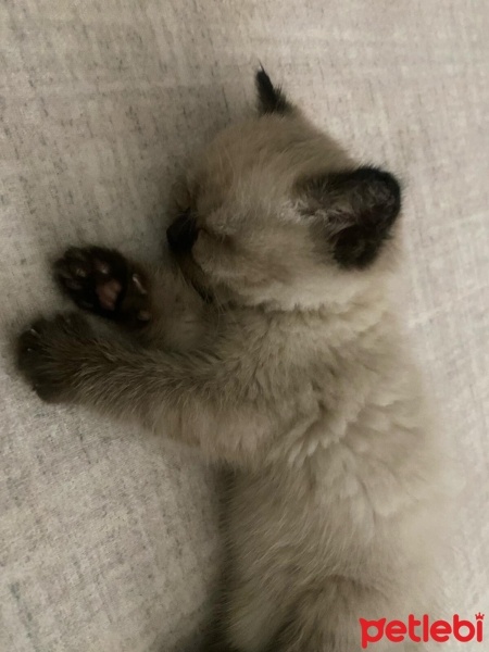 British Shorthair, Kedi  DUMAN fotoğrafı