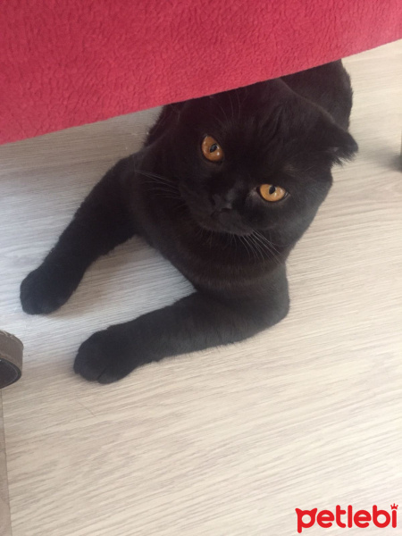 Scottish Fold, Kedi  Floki fotoğrafı