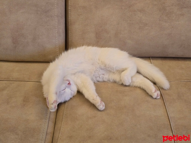 British Longhair, Kedi  pati fotoğrafı