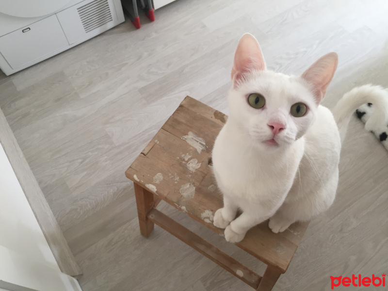 Ankara Kedisi, Kedi  Pamuk fotoğrafı
