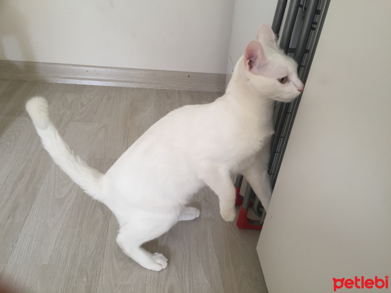 Ankara Kedisi, Kedi  Pamuk fotoğrafı