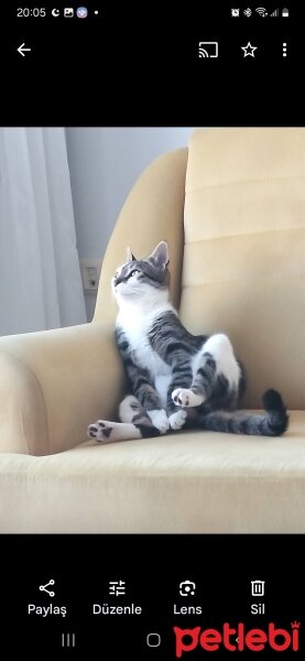 Tekir Kedi, Kedi  Ares fotoğrafı