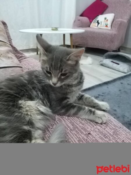 British Longhair, Kedi  Alya fotoğrafı