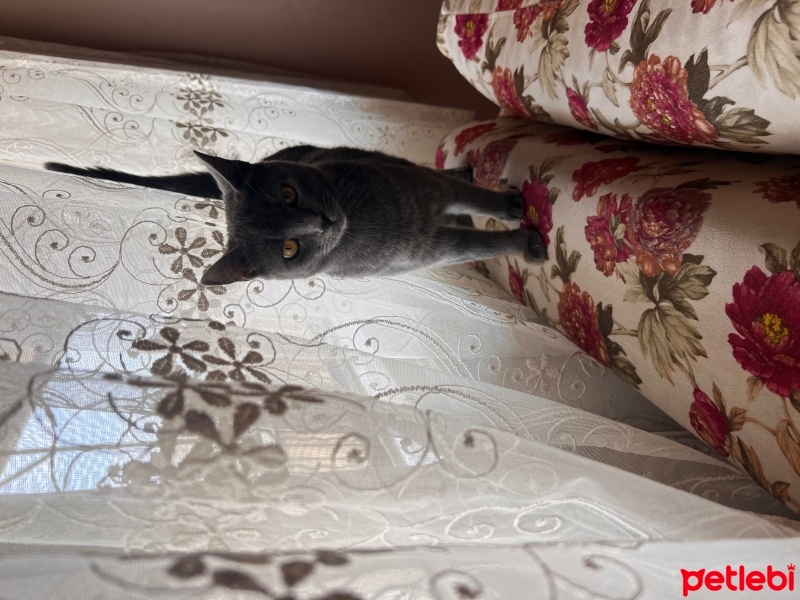 British Shorthair, Kedi  Duman fotoğrafı