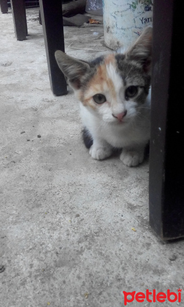 Tekir Kedi, Kedi  pamuk fotoğrafı