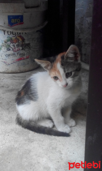 Tekir Kedi, Kedi  pamuk fotoğrafı