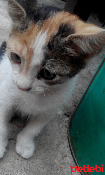 Tekir Kedi, Kedi  pamuk fotoğrafı
