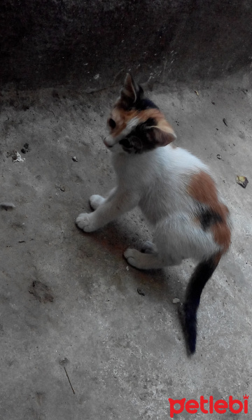 Tekir Kedi, Kedi  pamuk fotoğrafı
