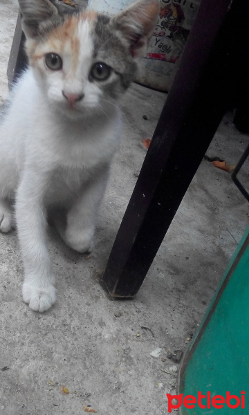 Tekir Kedi, Kedi  pamuk fotoğrafı